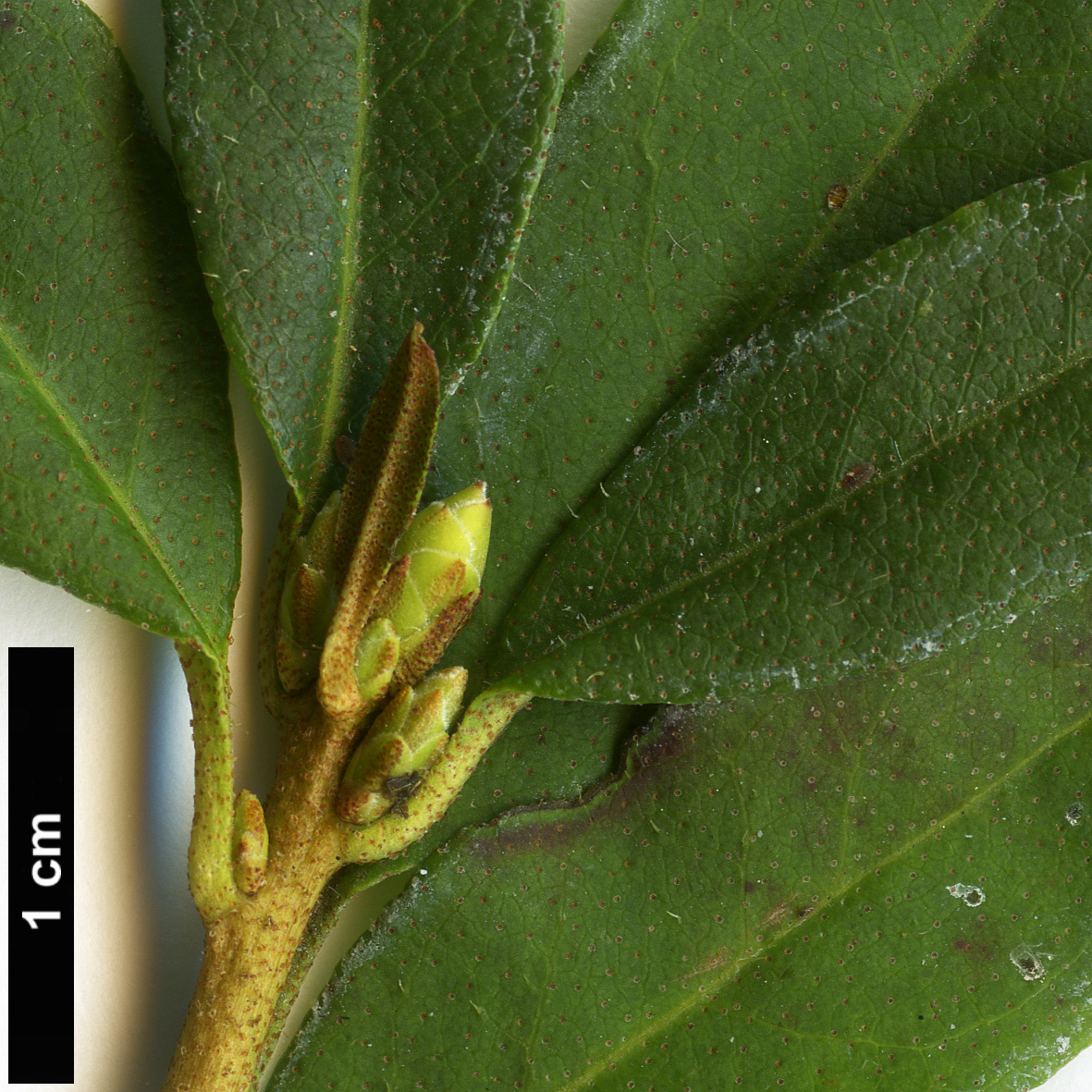 High resolution image: Family: Ericaceae - Genus: Rhododendron - Taxon: mucronulatum - SpeciesSub: var. ciliatum